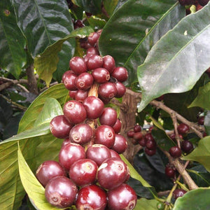 Russilandia - Hayuco Coffee Roasters  - torréfacteur toulouse - Specialty Coffee Toulouse