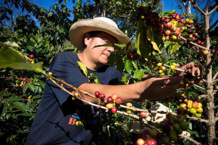 Cascara Argote, Colombie - Hayuco Coffee Roasters  - torréfacteur toulouse - Specialty Coffee Toulouse