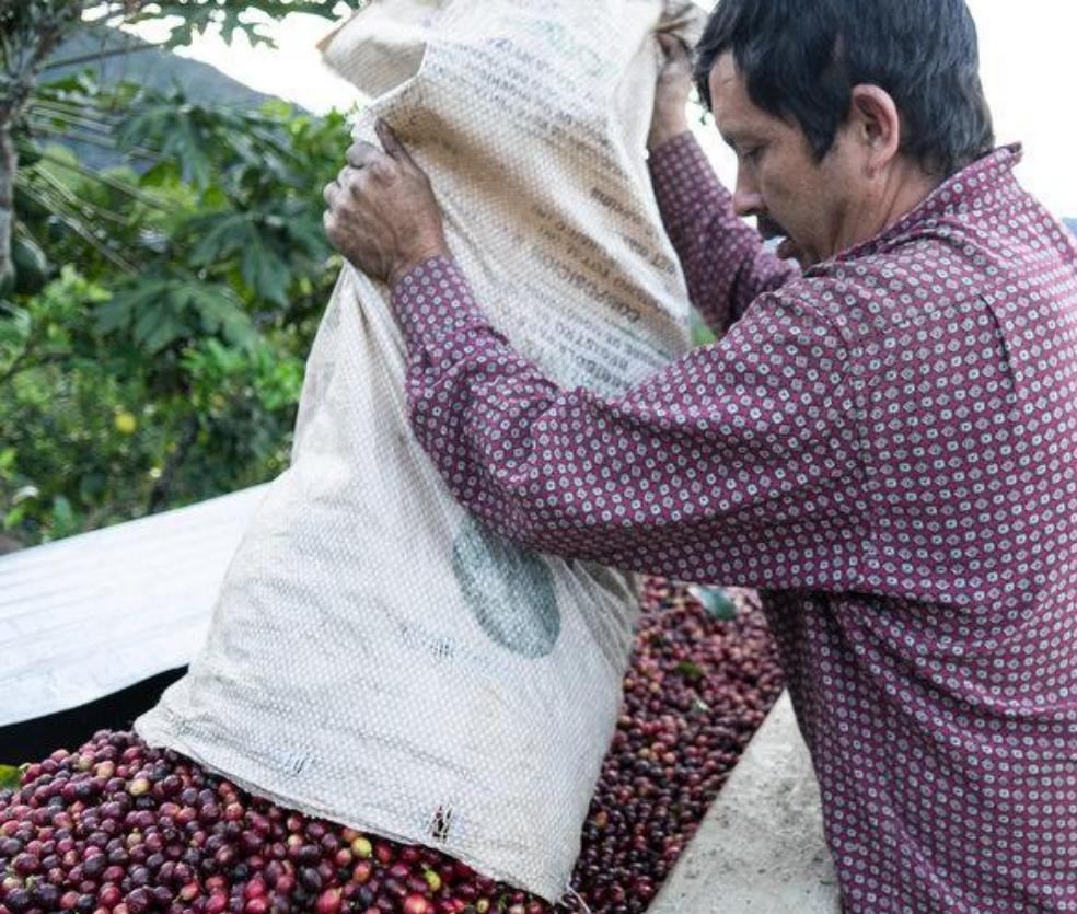 Cascara Argote, Colombie - Hayuco Coffee Roasters  - torréfacteur toulouse - Specialty Coffee Toulouse